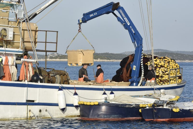 Tribunj: Unatoč visokim cijenama plavoga dizela ribari obavljaju svoje zadatke