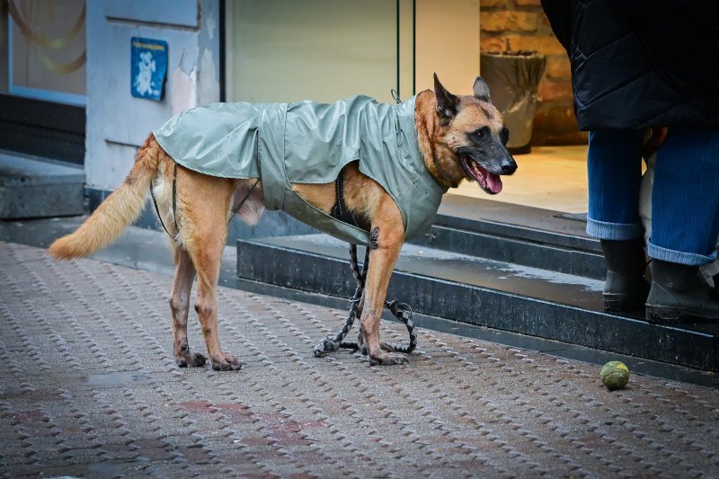 Zagreb: Pas u kabanici u šetnji gradom
