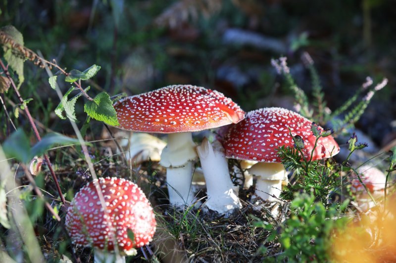 Otrovna gljiva muhara u Gorskom kotaru