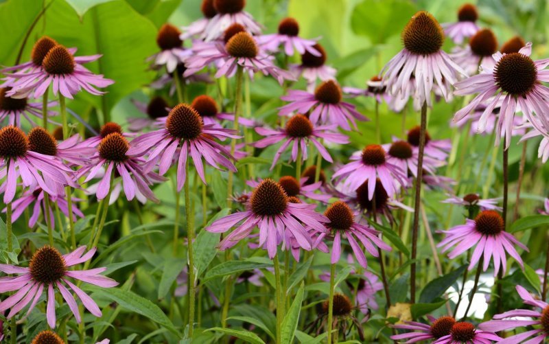 Echinacea