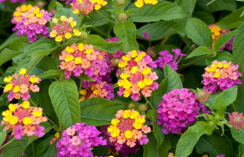 Lantana