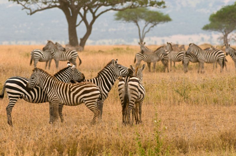 Krdo zebra u Nacionalnom parku Serengeti u Tanzaniji