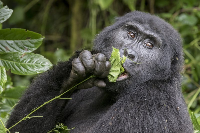 Planinski gorila (Gorilla beringei beringei), Nacionalni park Bwindi, Uganda