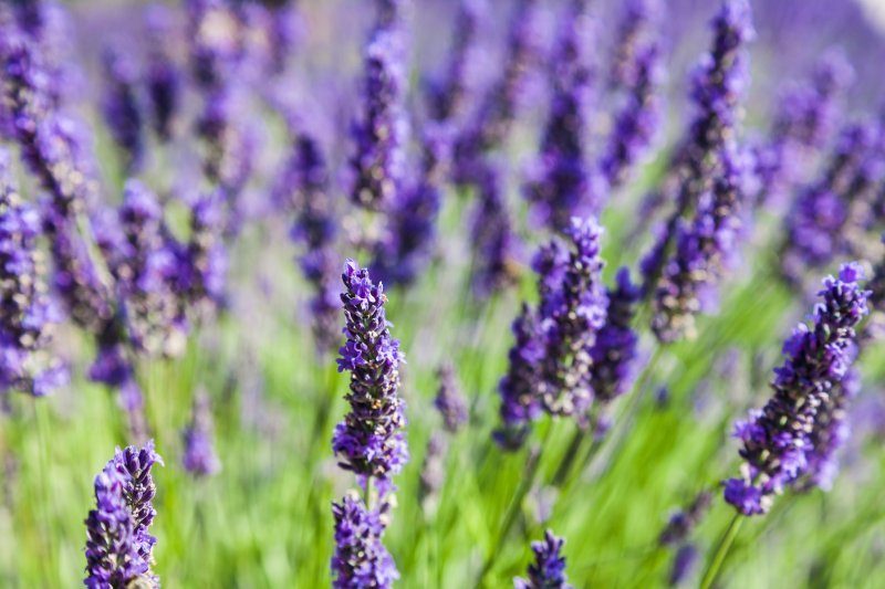 Lavanda