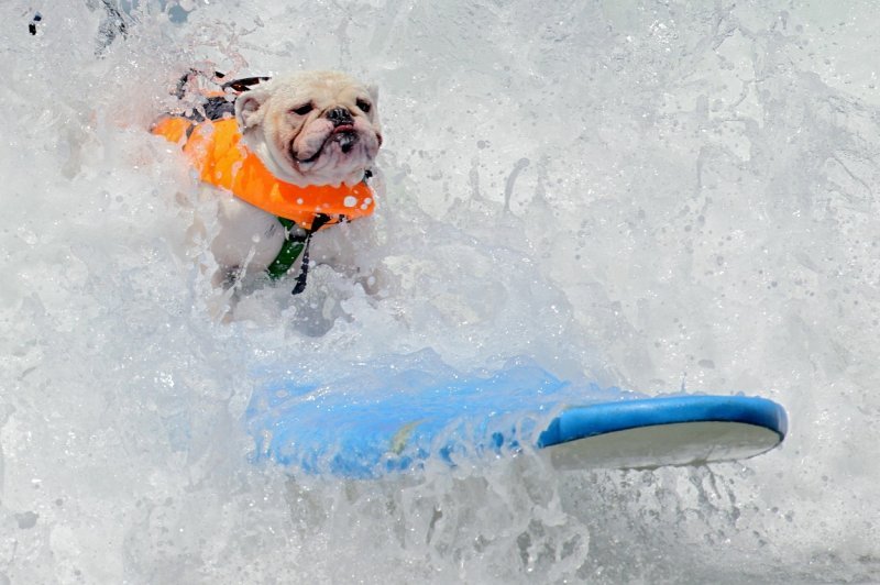 Surf škola za pse