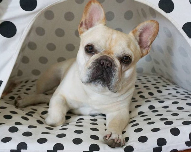 Francuski buldog Elvis 2