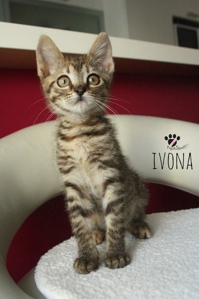 Ivona