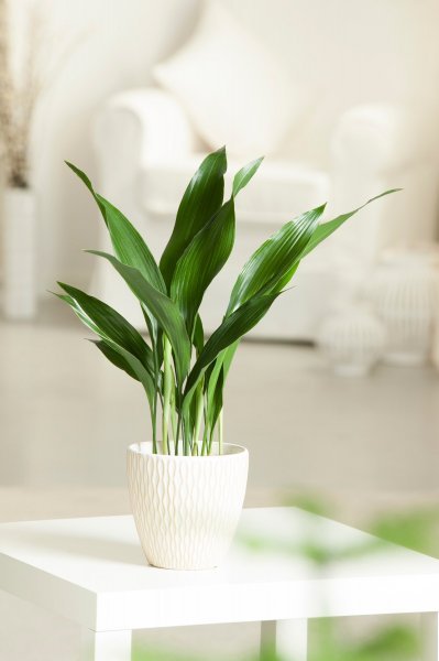 Aspidistra