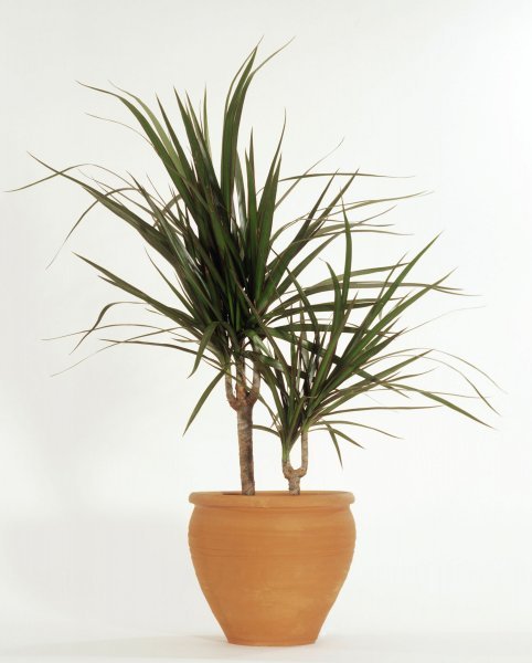 Dracena