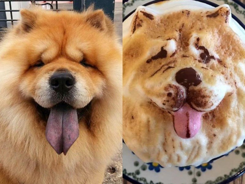 3D prikazi ljubimaca na kavi