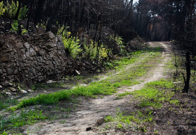 Kiša ozelenila Žrnovnicu