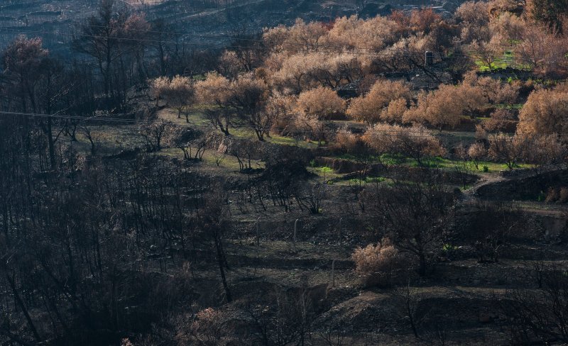 Kiša ozelenila Žrnovnicu