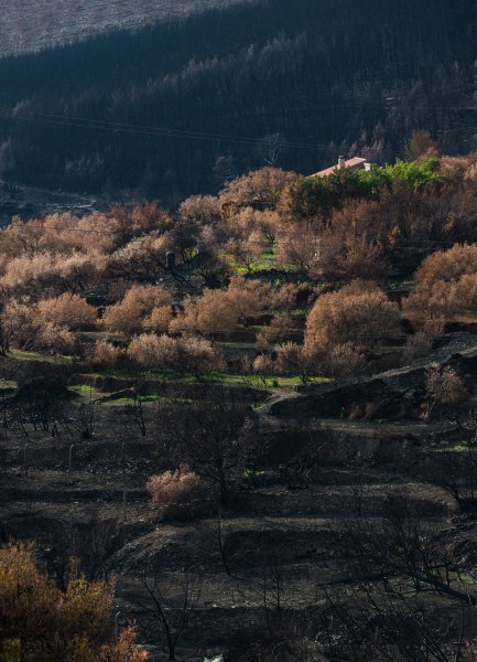 Kiša ozelenila Žrnovnicu