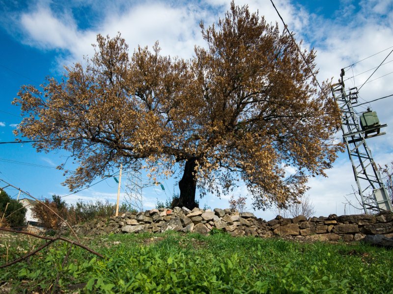 Kiša ozelenila Žrnovnicu