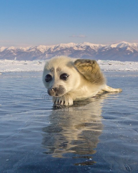 Mladunac tuljana