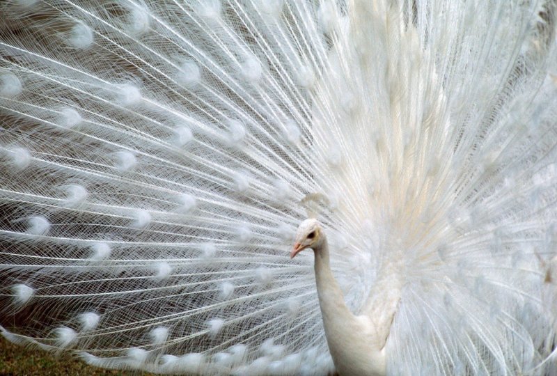 Albino paun ponosno širi svoj bezbojni rep