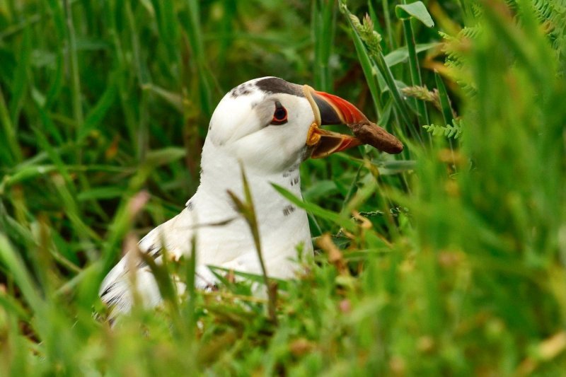 Albino tupik, morska ptica iz porodice njorki