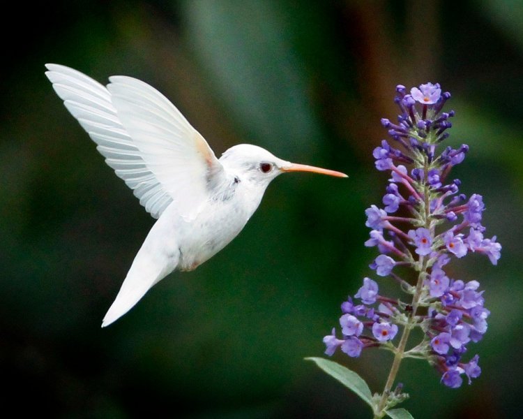 Crvenogrli kolibri