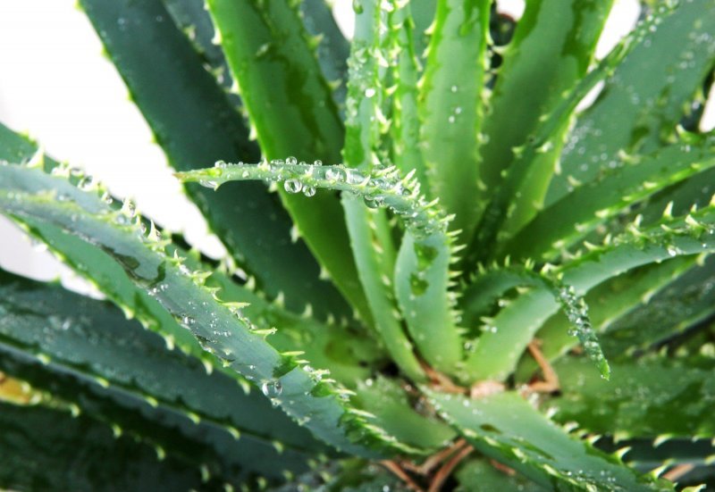 Aloe vera