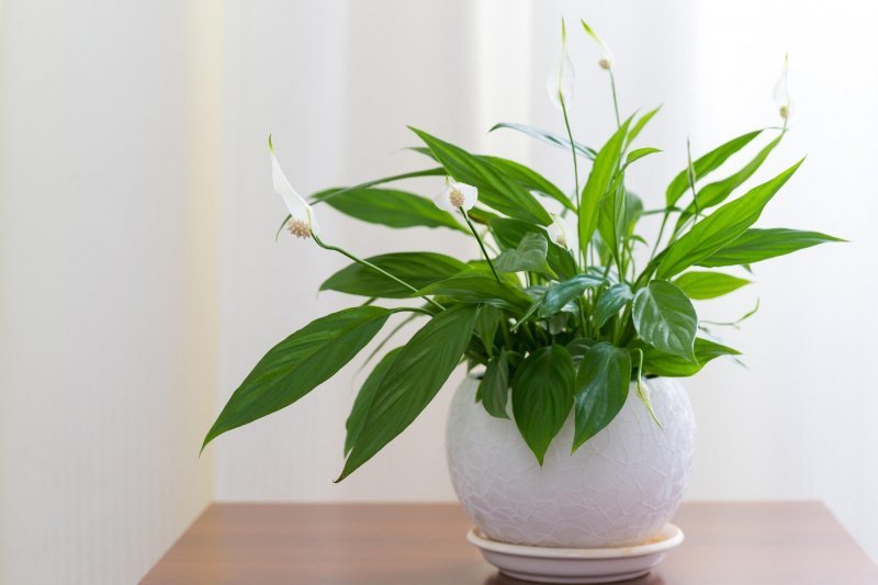 Spathiphyllum