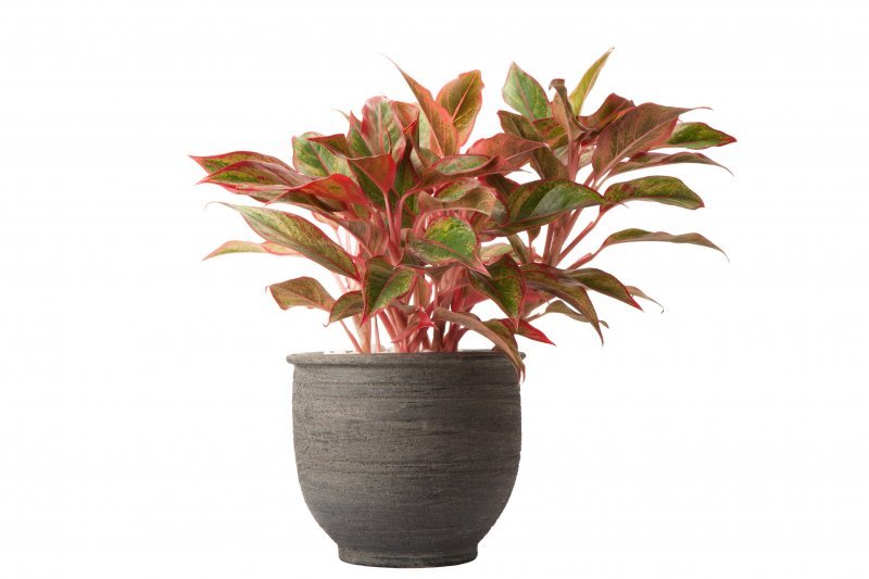 Aglaonema