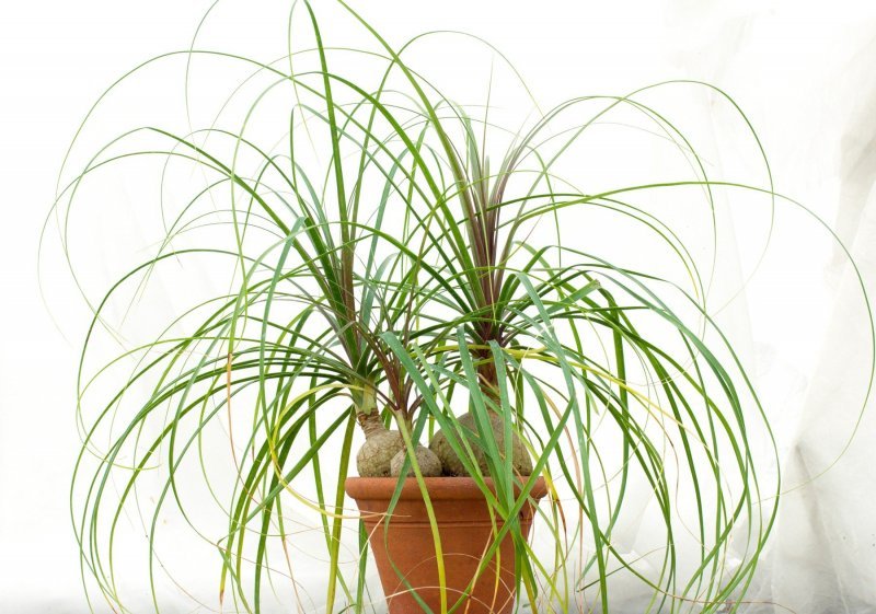 Slonova noga, ponytail palm (Beaucarnea recurvata)