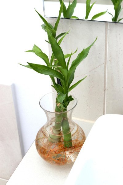 Sretni bambus (Dracaena sanderiana)