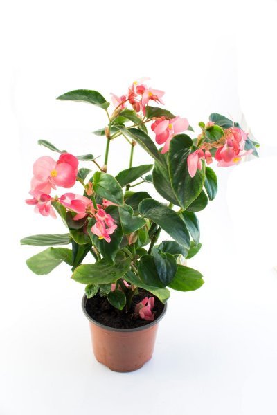 Begonija (Begonia)