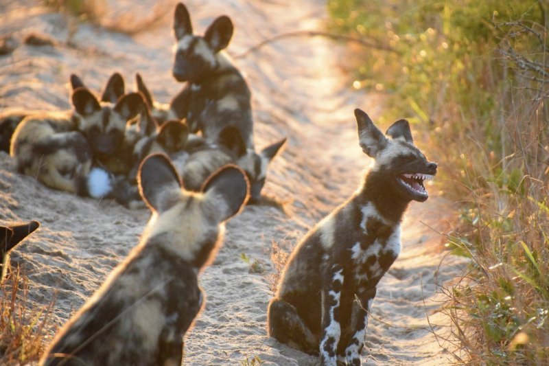 Afrički divlji psi dobro se zabavljaju (Južnoafrička Republika)
