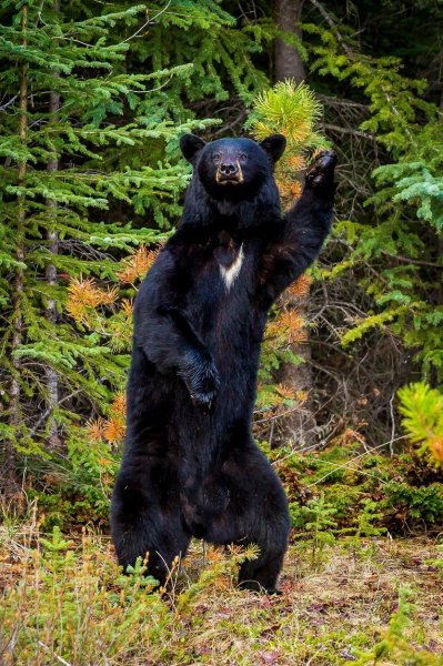 Američki crni medvjed koji kao da maše fotografu, zapravo se češe o malo stablo (Kanada)