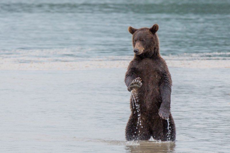 Bez slikanja, molim! Smeđi medvjed na Kamčatki (Rusija)