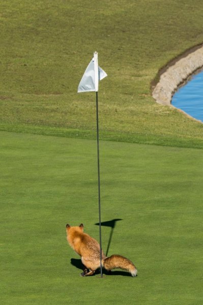 Crvena lisica pogađa rupu na golf terenu (Kalifornija)