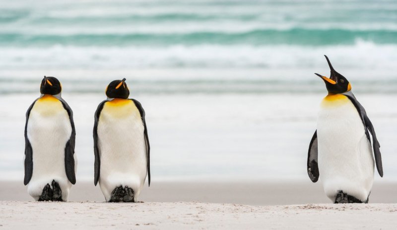 Dva kraljevska pingvina u stavu 'pozor' slušaju zapovijed trećeg pingvina (Falklandski otoci)