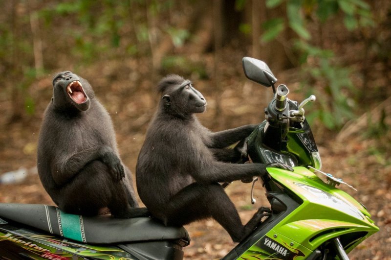 Dva majmuna odvojili su se od čopora kako bi 'testirali' motocikl (Indonezija)