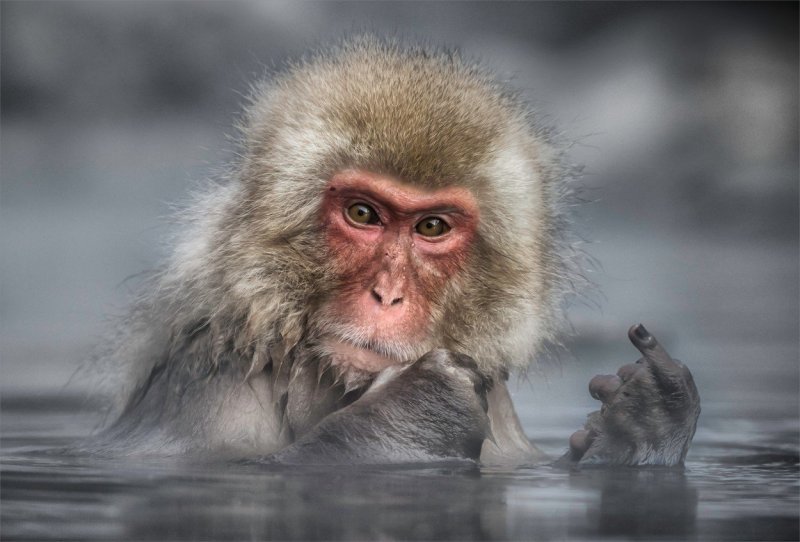 Japanskom makakiju nešto nije po volji (Japan)