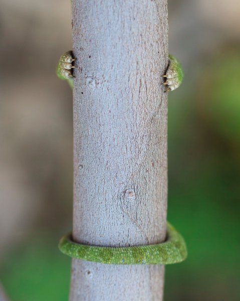 Mali kameleon mora još poraditi na sustavu kamuflaže (Izrael)