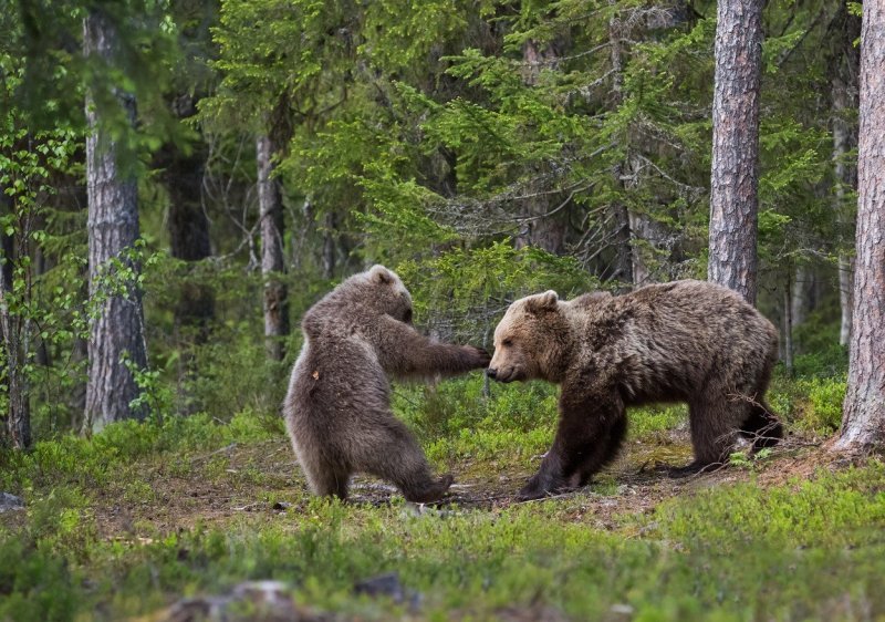 Medvjedica se igra sa svojim mladuncem (Finska)