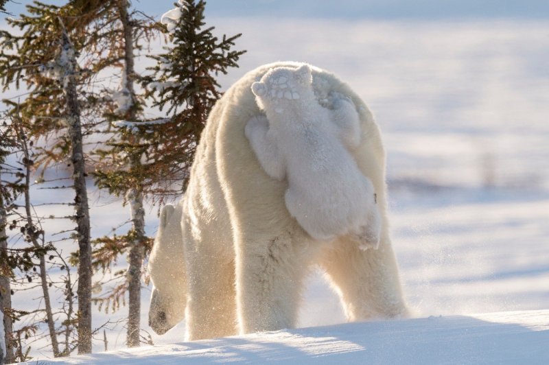 Mladunac polarnog medvjeda koristi majčine transportne usluge (Kanada)