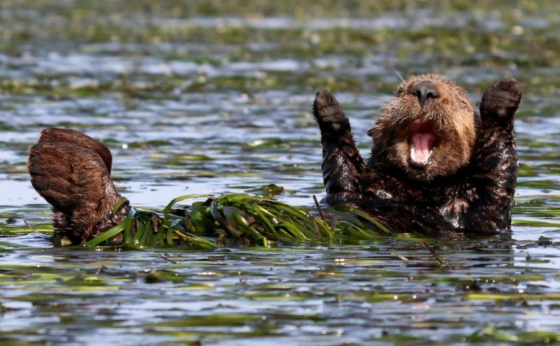 Morska vidra proteže se nakon spavanja (Elkhorn Slough, Kalifornija)