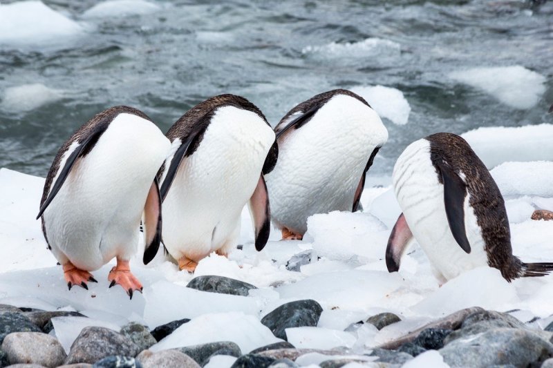 Naizgled bezglavi pingvini zapravo se dotjeruju (Antarktika)
