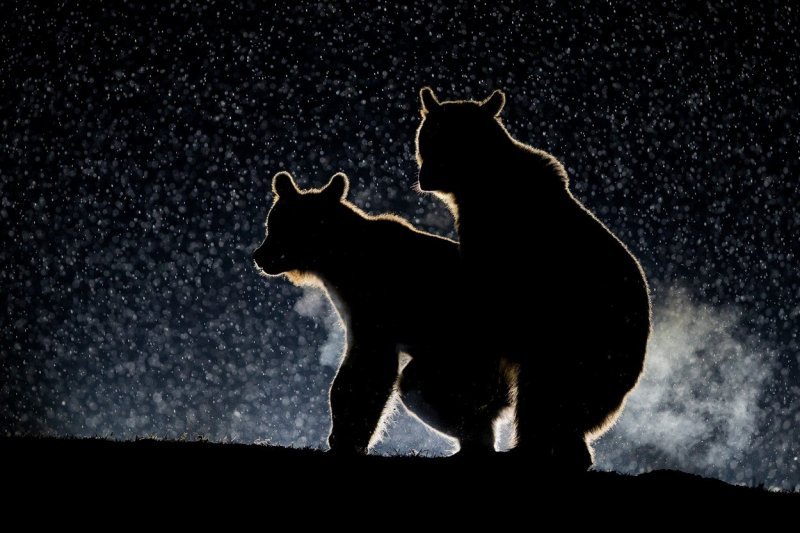 Par euroazijskog smeđeg medvjeda uhvaćen na djelu (Rumunjska)