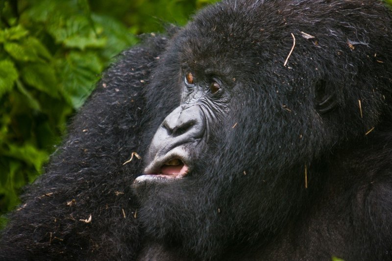 Planinski gorila radi grimase (Ruanda)