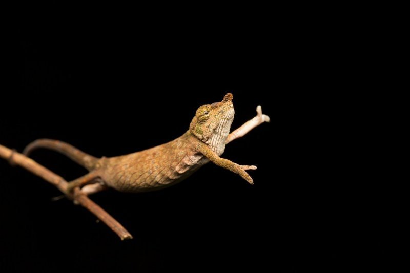 Ples kameleona na vrhu grančice (Madagaskar)