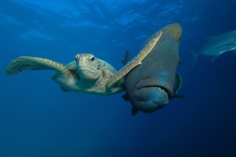 Veliki koraljni greben premalen je za golemu želvu i ribu Napoleon (Queensland, Australia)