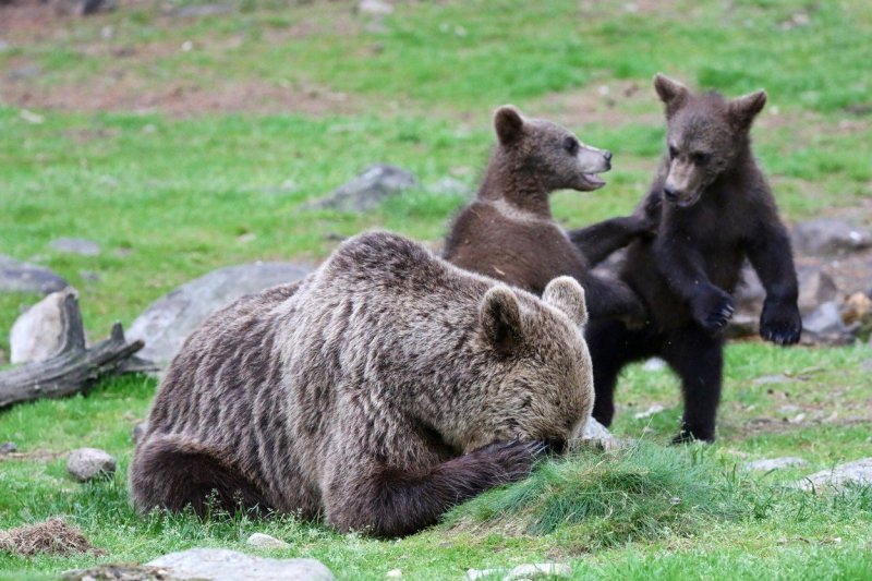 Ženka smeđeg medvjeda uz razigrane medvjediće čezne za malo mira (Finska)