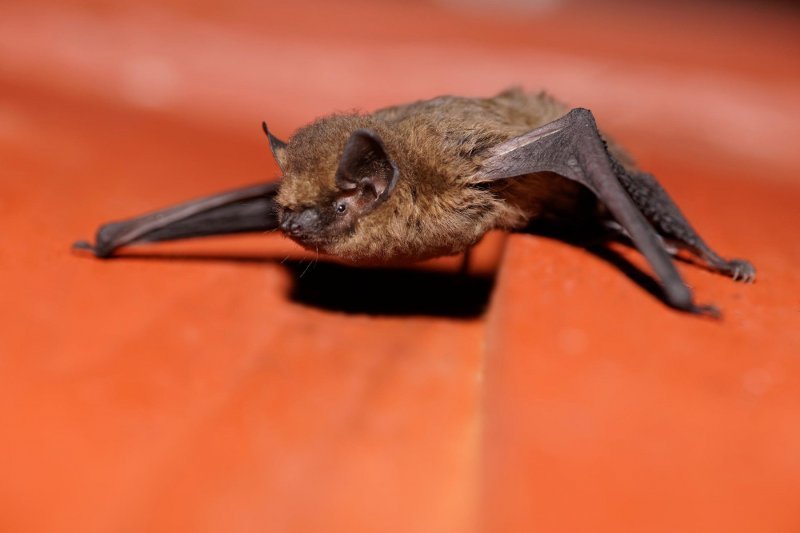 Šišmiš Pipistrellus