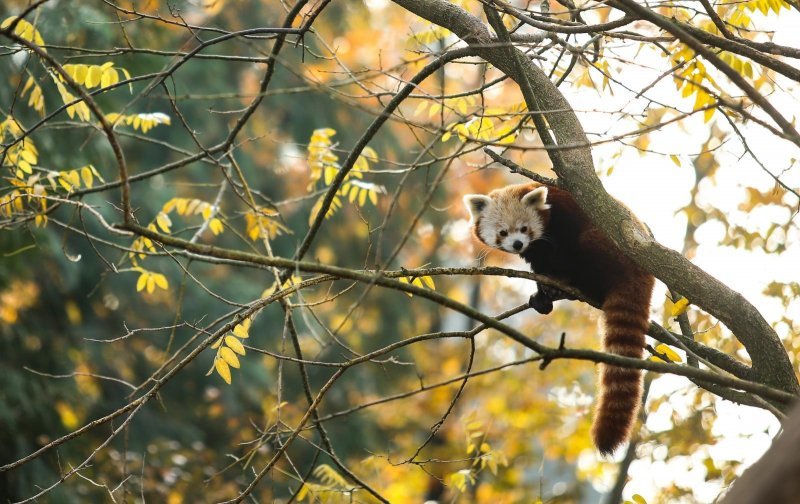 Zoološki vrt proslavio Dan crvenih pandi