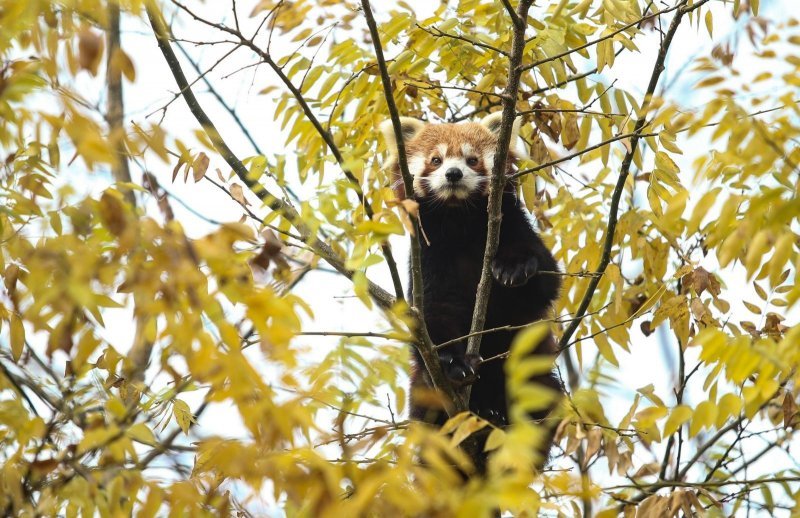 Zoološki vrt proslavio Dan crvenih pandi