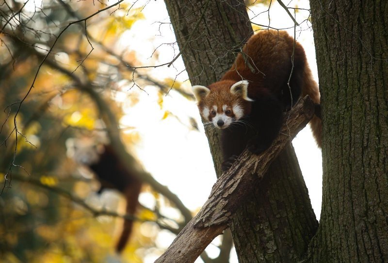 Zoološki vrt proslavio Dan crvenih pandi