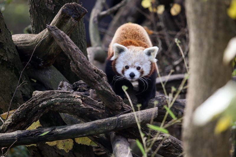 Zoološki vrt proslavio Dan crvenih pandi